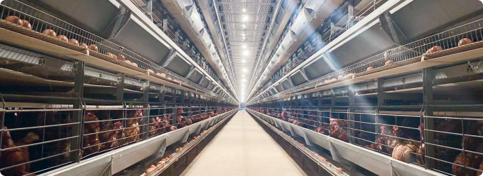 Полностью автоматическое выращивание и разведение типа H