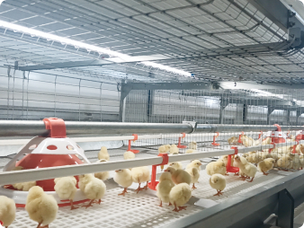 Полностью автоматическое разведение бройлеров типа H