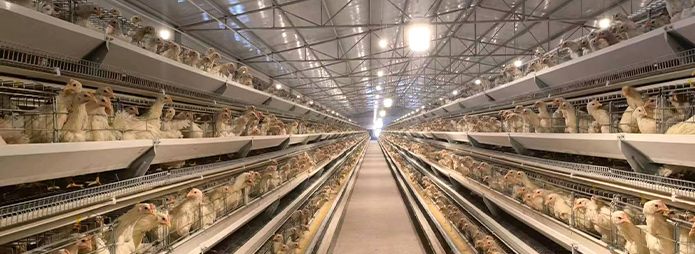 Полностью автоматическое разведение кур-несушек типа А.