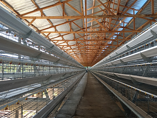 Полуавтоматическое разведение кур-несушек типа А