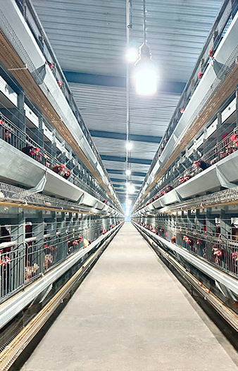 Полностью автоматическое разведение кур типа H