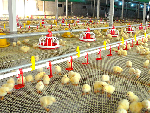 Плоское разведение цыплят-бройлеров